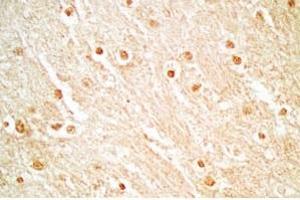 Rat brain tissue stained by Rabbit Anti_NERP-1 (Human) Antibody (NERP-1 antibody  (Preproprotein))
