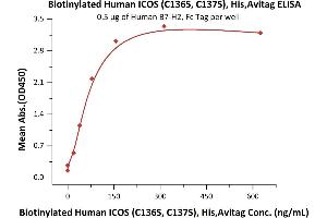 Immobilized Human B7-H2, Fc Tag (ABIN6731298,ABIN6809944) at 5 μg/mL (100 μL/well) can bind Biotinylated Human ICOS (C136S, C137S), His,Avitag (recommended for biopanning) (ABIN6731299,ABIN6809943) with a linear range of 2-78 ng/mL (QC tested). (ICOS Protein (AA 21-141) (His tag,AVI tag,Biotin))