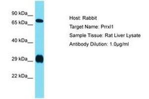 Image no. 1 for anti-Dorsal Root Ganglia Homeobox (DRGX) (N-Term) antibody (ABIN6750247)