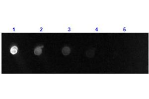 Dot Blot results of Donkey F(ab')2 Anti-Goat IgG Antibody Fluorescein Conjugate. (Donkey anti-Goat IgG (Heavy & Light Chain) Antibody (FITC) - Preadsorbed)