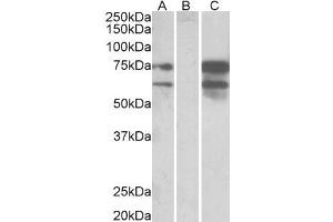 HEK293 lysate (10ug protein in RIPA buffer) overexpressing Human NRXN1 with DYKDDDDK tag probed with ABIN190771(0. (Neurexin 1 antibody  (C-Term))