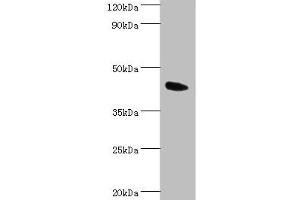 Western blot All lanes: Angiopoietin-related protein 4 antibody at 2 μg/mL + Mouse heart tissue Secondary Goat polyclonal to rabbit IgG at 1/10000 dilution Predicted band size: 46, 41, 27 kDa Observed band size: 46 kDa (ANGPTL4 antibody  (AA 26-406))
