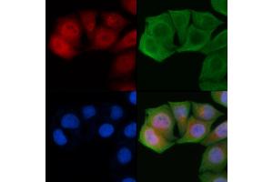 ABIN6261693 and ABIN6272298 staining Hela cells by IF/ICC. (FUBP3 antibody  (Internal Region))