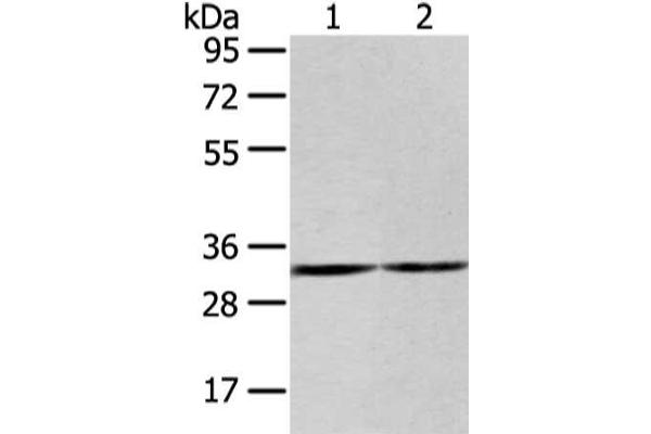 ZNF146 antibody