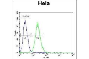 RPL31 Antibody (Center) (ABIN653485 and ABIN2842904) flow cytometric analysis of Hela cells (right histogram) compared to a negative control cell (left histogram). (RPL31 antibody  (AA 24-51))