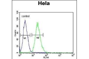 RPL31 Antibody (Center) (ABIN653485 and ABIN2842904) flow cytometric analysis of Hela cells (right histogram) compared to a negative control cell (left histogram).