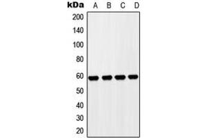 Western blot analysis of ZP4 expression in HepG2 (A), Hela (B), NIH3T3 (C), H9C2 (D) whole cell lysates. (ZP4 antibody  (Center))