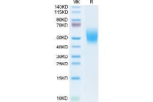 CD226 Protein (CD226) (AA 19-252) (His tag)