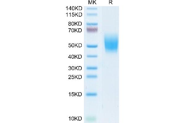 CD226 Protein (CD226) (AA 19-252) (His tag)