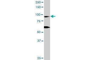 RIN1 MaxPab rabbit polyclonal antibody. (RIN1 antibody  (AA 1-783))