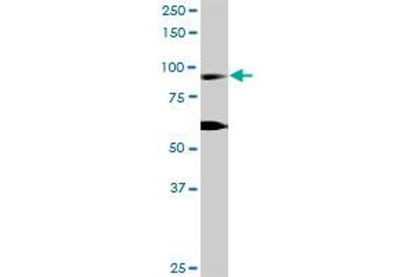 RIN1 antibody  (AA 1-783)