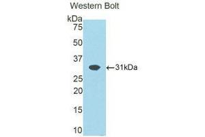 Western Blotting (WB) image for anti-ATPase, Na+/K+ Transporting, beta 1 Polypeptide (ATP1B1) (AA 53-304) antibody (ABIN1858096) (ATP1B1 antibody  (AA 53-304))