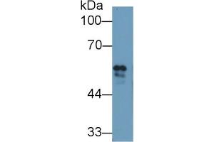 Western Blot; Sample: Bovine Serum; Primary Ab: 1µg/ml Rabbit Anti-Bovine FGb Antibody Second Ab: 0.