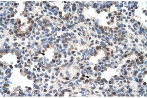 Human Lung (FAM134B antibody  (Middle Region))