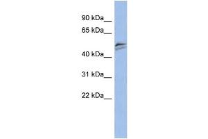 WB Suggested Anti-SNAPC3 Antibody Titration:  0. (SNAPC3 antibody  (Middle Region))