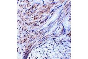 Immunohistochemistry (IHC) image for anti-Tripartite Motif Containing 5 (TRIM5) (Middle Region 2) antibody (ABIN1031206) (TRIM5 antibody  (Middle Region 2))