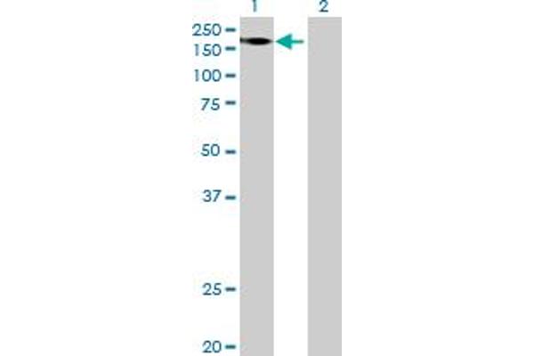 FRMPD1 antibody  (AA 1-1578)