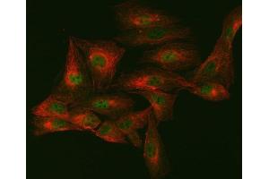 IF analysis of mSin3A/SIN3A and Tubulin alpha using anti-mSin3A/SIN3A antibody (ABIN7602504) and anti-Tubulin alpha antibody (ABIN7600339). (SIN3A antibody  (AA 8-918))