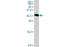 Western Blot detection against Immunogen (36. (Glutaminase antibody  (AA 580-669))