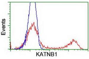 Flow Cytometry (FACS) image for anti-Katanin P80 (WD Repeat Containing) Subunit B 1 (KATNB1) antibody (ABIN1498987) (KATNB1 antibody)