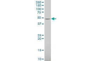 CRELD2 antibody  (AA 162-258)