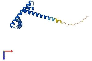 AlphaFold protein structure predicition of Human Recombinant CENPS Protein, UniprotID Q8N2Z9 (APITD1 Protein (AA 1-138) (His tag))