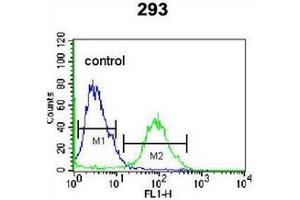 Flow cytometric analysis of 293 cells using OR4F15 Antibody (N-term) Cat. (OR4F15 antibody  (N-Term))