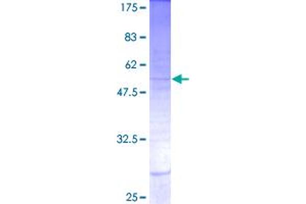 INSL5 Protein (AA 1-135) (GST tag)