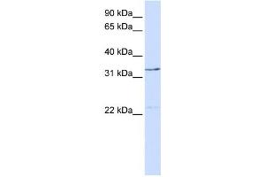 Western Blotting (WB) image for anti-General Transcription Factor IIE, Polypeptide 2 (GTF2E2) antibody (ABIN2458295)