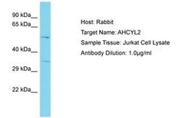 AHCYL2 抗体  (AA 50-99)