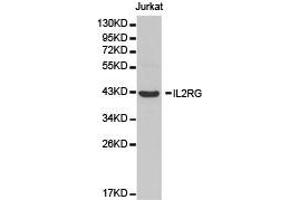 Western Blotting (WB) image for anti-Interleukin 2 Receptor, gamma (IL2RG) antibody (ABIN1873211) (IL2RG antibody)