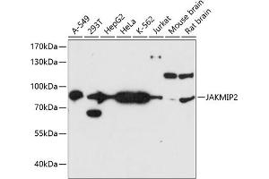 Western blot analysis of extracts of various cell lines, using J antibody  at 1:3000 dilution. (JAKMIP2 antibody  (AA 561-810))