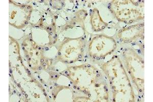 Immunohistochemistry of paraffin-embedded human kidney tissue using ABIN7162466 at dilution of 1:100 (PDRG1 antibody  (AA 1-133))