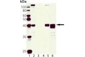 Western blot analysis of Mcl-1, pAb: Lane 1: MW marker, Lane 2: HeLa, Lane 3: 3T3, Lane 4: PC-12, Lane 5: MDCK, Lane 6: RK-13. (MCL-1 antibody)