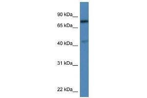 Western Blot showing Usp10 antibody used at a concentration of 1. (USP10 antibody  (C-Term))