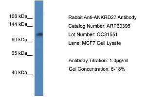 Western Blotting (WB) image for anti-Ankyrin Repeat Domain 27 (VPS9 Domain) (ANKRD27) (C-Term) antibody (ABIN2788435)