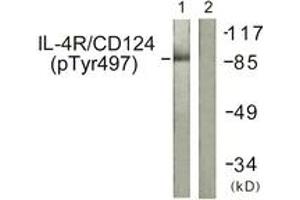 Western blot analysis of extracts from 293 cells, using IL-4R/CD124 (Phospho-Tyr497) Antibody. (IL4 Receptor antibody  (pTyr497))