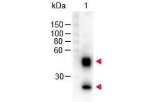 Western Blot of Peroxidase conjugated Sheep anti-Mouse IgG antibody. (Sheep anti-Mouse IgG (Heavy & Light Chain) Antibody (HRP) - Preadsorbed)