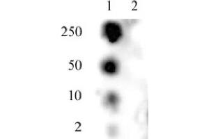 SMC1 phospho Ser957 pAb tested by dot blot analysis. (SMC1A antibody  (pSer957))
