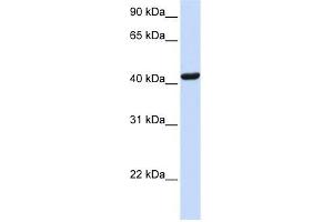 SKAP1 antibody used at 1 ug/ml to detect target protein. (SKAP1 antibody  (N-Term))