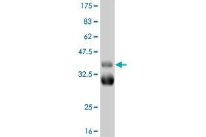 Western Blot detection against Immunogen (37.