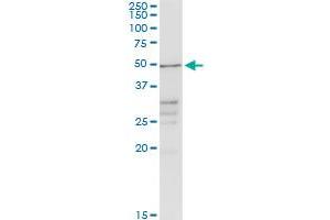 CHRDL2 MaxPab rabbit polyclonal antibody. (CHRDL2 antibody  (AA 1-451))