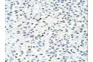 Image no. 1 for anti-Matrin 3 (MATR3) (N-Term) antibody (ABIN203258) (MATR3 antibody  (N-Term))