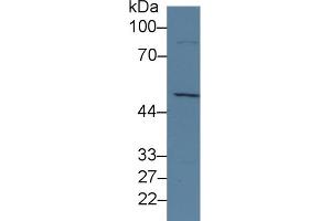 Western Blotting (WB) image for anti-Lysine (K)-Specific Demethylase 4A (KDM4A) (AA 141-310) antibody (ABIN7441397)