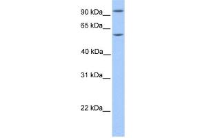 WB Suggested Anti-NFATC4 Antibody Titration:  0.