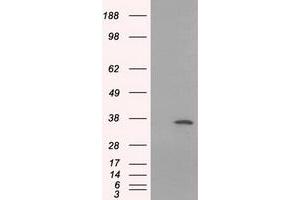 HEK293T cells were transfected with the pCMV6-ENTRY control (Left lane) or pCMV6-ENTRY SRR (Right lane) cDNA for 48 hrs and lysed. (SRR antibody)