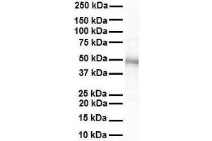WB Suggested Anti-GJC2 antibody Titration: 1 ug/mL Sample Type: Human heart (GJC2 antibody  (Middle Region))