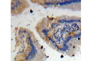 IHC-P analysis of Intestine tissue, with DAB staining. (DEFA4 antibody  (AA 20-92))