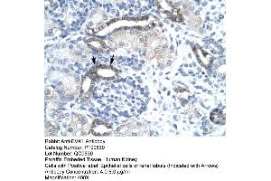 Human kidney (EVX1 antibody  (N-Term))