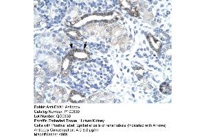 Human kidney (EVX1 antibody  (N-Term))